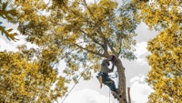 a man climbing a tree on a rope